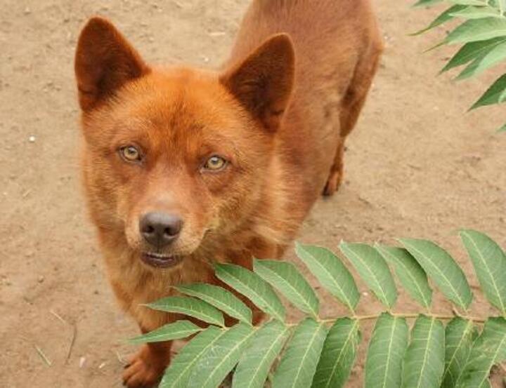包活着车祸后一心求死的五红唐犬